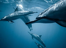 专访河南足球俱乐部队员迈达纳